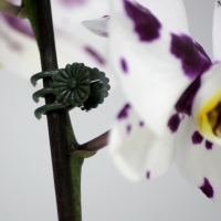 Klipy na orchideje (12 ks v sáčku)